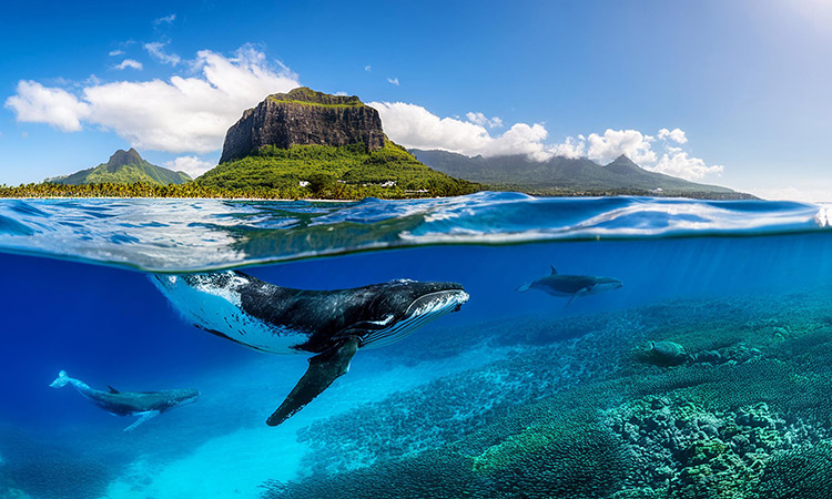 Best Time To Visit Mauritius